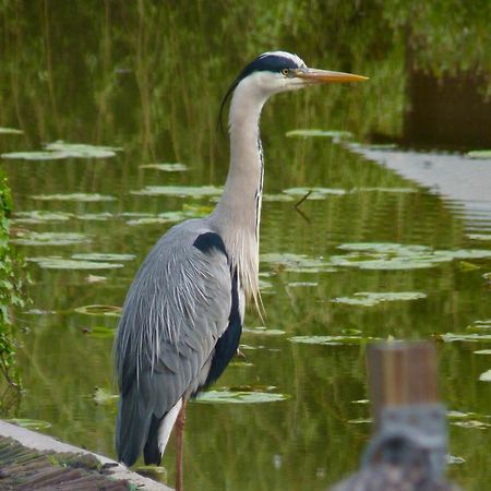 赫尔Rustig Gelegen Chalet Kapeki Met Tuin Aan Het Water别墅 外观 照片